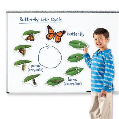 LER6043 Развивающая игрушка "Жизненный цикл бабочки", магнитный (демонстрационный материал, 9 элементов) - фото 47589287