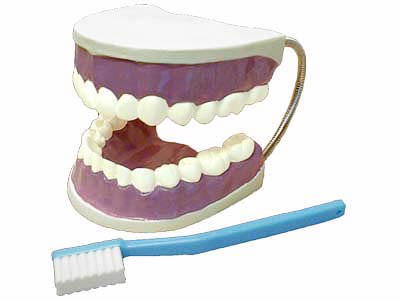 Модель "Гигиена зубов" - фото 49455668