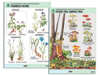 Комплект таблиц для нач. шк. "Окружающий мир. Грибы. Растительный мир" (12 табл., формат А1, лам.) 10824ED - фото 49455695