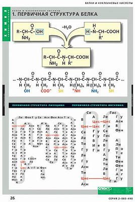 Таблицы демонстрационные "Белки и нуклеиновые кислоты" 167ED - фото 51507987