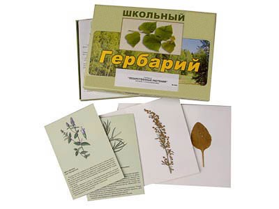 Гербарий "Лекарственные растения" (22 вида, с иллюстрациями) - фото 51508067