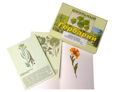 Гербарий "Систематика растений. Семейство Пасленовые. Крестоцветные. Сложноцветные" (раздаточный) - фото 51508077
