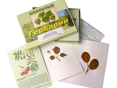 Гербарий "Систематика растений. Семейство Розоцветные" (раздаточный) - фото 51508078