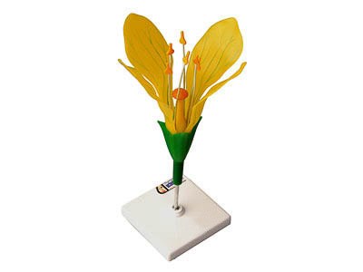 Модель цветка капусты - фото 51508104