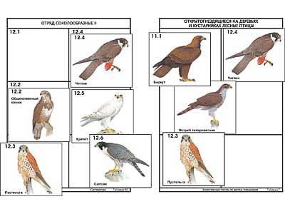 Комплект дидактических карточек: "Систематика и экология птиц" (95 шт., цвет., лам.) 5061ED - фото 51508143