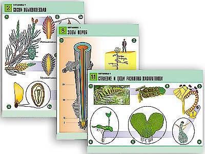 Комплект таблиц по биологии дем. "Ботаника 1" (12 табл., формат А1, лам.) 6620ED - фото 51508144