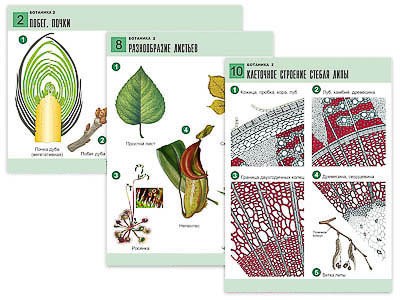 Комплект таблиц по биологии дем. "Ботаника 2" (18 табл., формат А1, лам.) 6621ED - фото 51508145