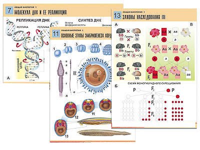 Комплект таблиц по биологии дем. "Общая биология 1" (16 табл., формат А1, лам.) 6626ED - фото 51508148