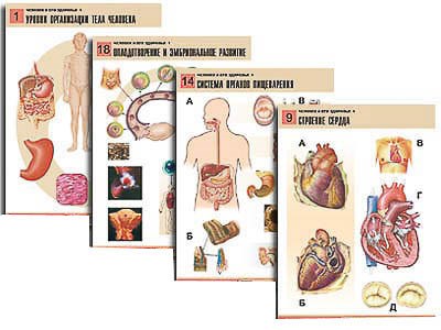 Комплект таблиц по биологии дем. "Человек и его здоровье 1" (20 табл., формат А1, лам.) 6624ED - фото 51508150