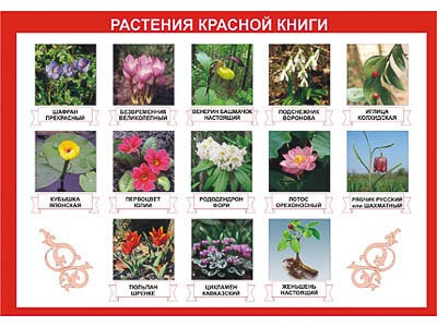 Таблица демонстрационная "Растения Красной книги" (винил 70х100) - фото 51508154