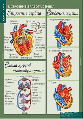 Таблицы демонстрационные "Биология 8-9 классы. Человек" 15091ED - фото 51508158