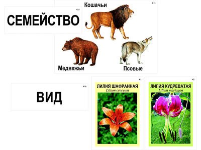 Модель-аппликация "Классификация растений и животных" (ламинированная) 4791ED - фото 51508182