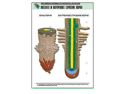 Рельефная таблица "Внешнее и внутреннее строение корня" (формат А1, матовое ламинир.) 7294ED - фото 51508205