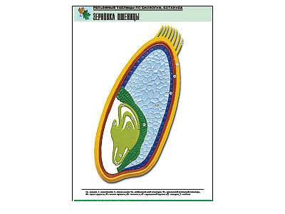 Рельефная таблица "Зерновка пшеницы" (формат А1, матовое ламинир.) 7291ED - фото 51508206