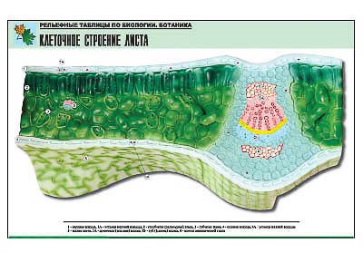 Рельефная таблица "Клеточное строение листа" (формат А1, матовое ламинир.) 7292ED - фото 51508207