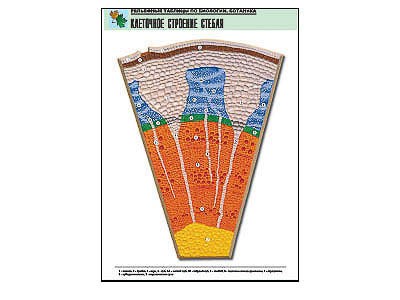 Рельефная таблица "Клеточное строение стебля" (формат А1, матовое ламинир.) 7293ED - фото 51508208