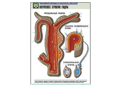 Рельефная таблица "Внутреннее строение гидры" (формат А1, матовое ламинир.) 7295ED - фото 51508212