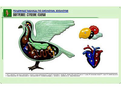 Рельефная таблица "Внутреннее строение голубя" (формат А1, матовое ламинир.) 5903ED - фото 51508213