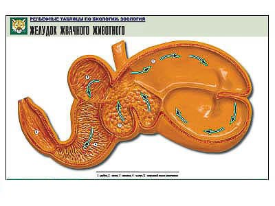 Рельефная таблица "Желудок жвачного животного" (формат А1, матовое ламинир.) - фото 51508221