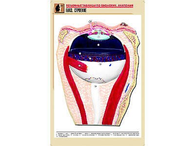 Рельефная таблица "Глаз. Строение" (формат А1, матовое ламинир.) - фото 51508223