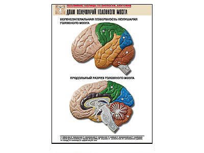 Рельефная таблица "Доли полушарий головного мозга" (формат А1, матовое ламинир.) - фото 51508225