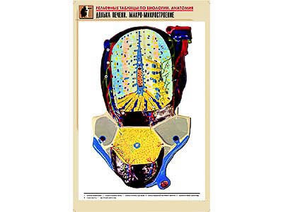 Рельефная таблица "Долька печени. Макро-микростроение" (формат А1, матовое ламинир.) 5912ED - фото 51508226