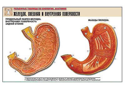 Рельефная таблица "Желудок. Внешняя и внутренняя поверхности" (формат А1, матовое ламинир.) - фото 51508228