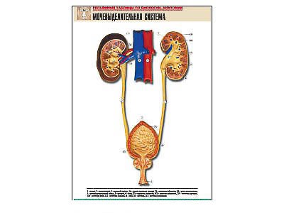 Рельефная таблица "Мочевыделительная система" (формат А1, матовое ламинир.) - фото 51508230