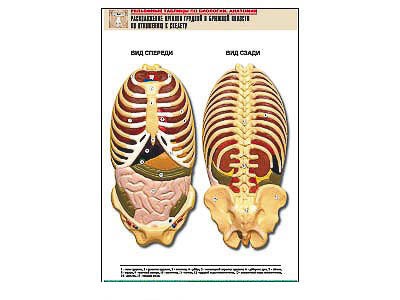 Рельефная таблица "Расположение органов грудной и брюшной полостей по отношению к скелету"(А1, лам.) - фото 51508235