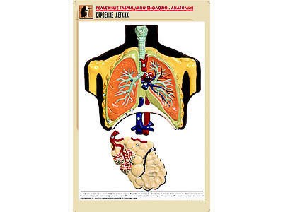 Рельефная таблица "Строение легких" (формат А1, матовое ламинир.) - фото 51508237