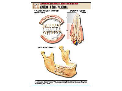 Рельефная таблица "Челюсти и зубы человека" (формат А1, матовое ламинир.) - фото 51508242