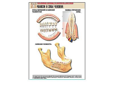 Рельефная таблица "Челюсти и зубы человека" (формат А1, матовое ламинир.) 7300ED - фото 51508242