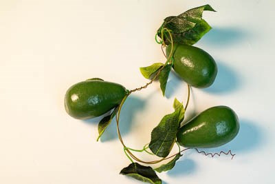 Ветка муляжей "Авокадо" 14292ED