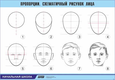 Таблица демонстрационная "Пропорции. Схематичный рисунок лица" (винил 70х100) 17691ED
