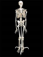 Скелет человека на подставке (170 см)