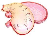 Модель желудка в разрезе