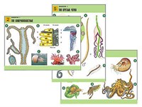 Комплект таблиц по биологии дем. "Зоология 1" (14 табл., формат А1, лам.) 6622ED
