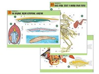 Комплект таблиц по биологии дем. "Зоология 2" (16 табл., формат А1, лам.)