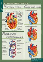 Таблицы демонстрационные "Биология 8-9 классы. Человек"