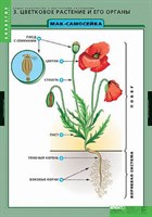 Таблицы демонстрационные "Общее знакомство с цветковыми растениями"
