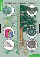Таблицы демонстрационные "Растение - живой организм" 185ED