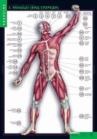 Таблицы демонстрационные "Строение тела человека" 190ED