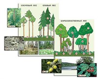Гербарий фотографический "Растительные сообщества. Лес" (раздаточный) 7324ED