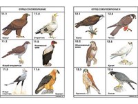Комплект таблиц по зоологии раздат. "Разнообразие животных. Птицы." (цвет., лам., 16 шт.) 5062ED