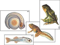 Модель-аппликация "Развитие костной рыбы и лягушки" (ламинированная) 6236ED