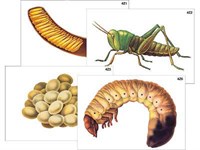 Модель-аппликация "Развитие насекомых с полным и неполным превращением" (ламинированная) 6238ED