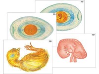 Модель-аппликация "Развитие птицы и млекопитающего (человека)" (ламинированная) 6237ED
