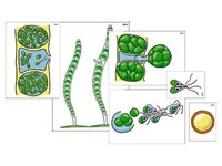 Модель-аппликация "Размножение многоклеточной водоросли" (ламинированная)