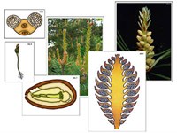 Модель-аппликация "Размножение сосны" (ламинированная) 7947ED