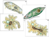 Модель-аппликация "Строение и разнообразие простейших" (ламинированная) 6233ED